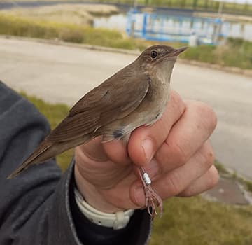 aqualia-savis-warbler.jpeg