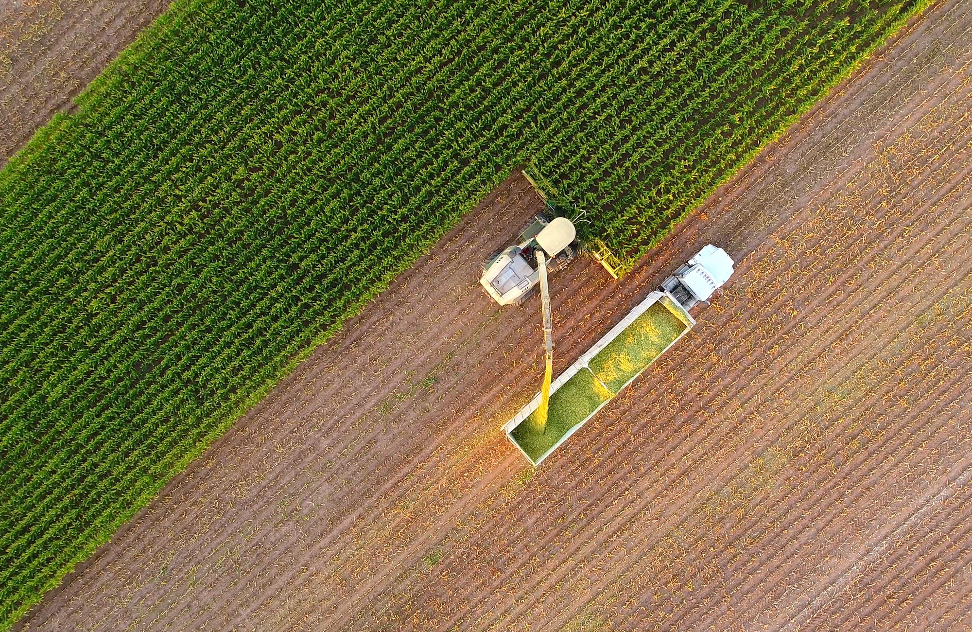 ifm-investors-engagement-with-wesfarmers-ethical-sourcing-in-agricultural-and-apparel-supply-chains.jpeg